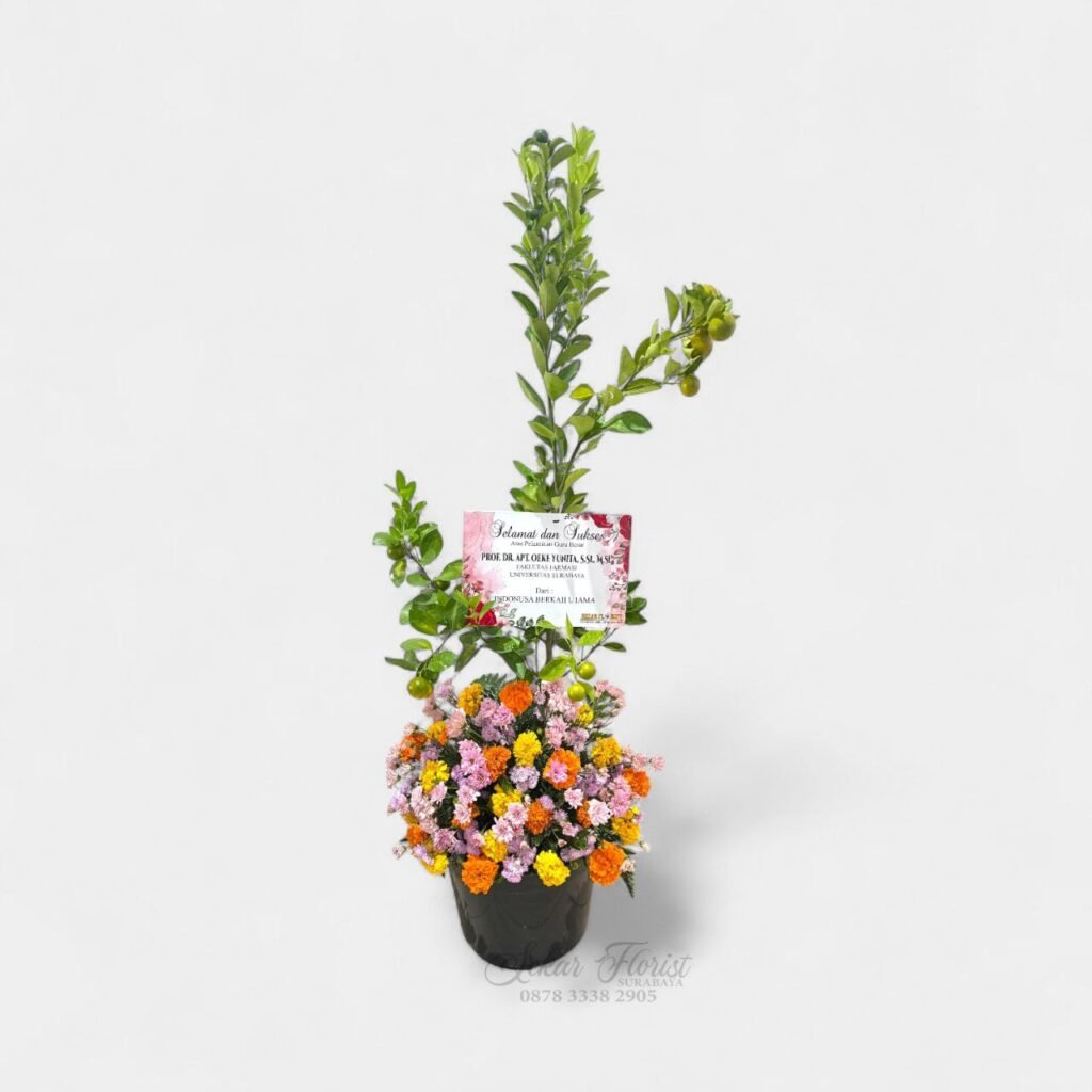 Standing Plant Pohon Jeruk Hias Premium Citrus Floral Base
